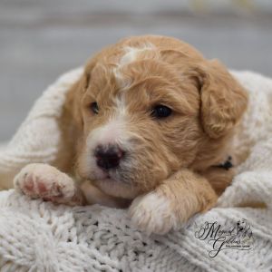 F1b Standard Goldendoodle Puppies