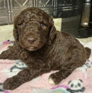 F2b Goldendoodle puppies