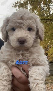 Mini Goldendoodle