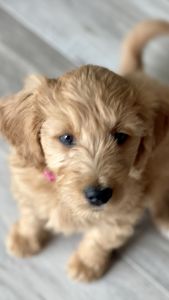 Female Goldendoodle Puppy