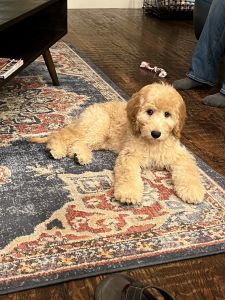 Goldendoodle - 15 weeks - Nova