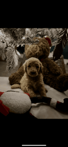 Golden doodles