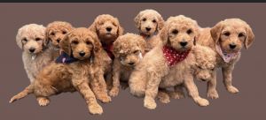 CKC Registered F1BB Golden Doodles