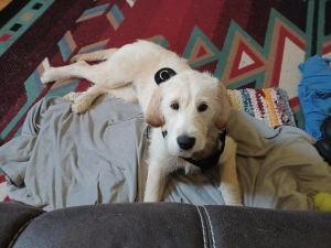 Rehomeing because of her being left alone all the time.