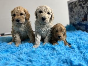 goldendoodle puppies