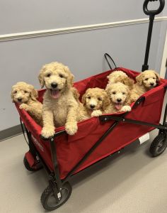 Goldendoodle Puppies