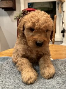 Goldendoodles