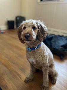 Mini Goldendoddle for Sale