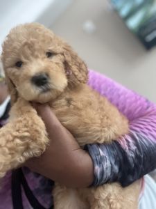 Golden doodle puppies 8weeks!