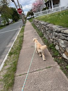 8 month old golden doodle make