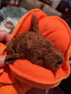 Therapeutic & hypoallergenic dogs