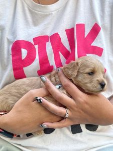 F1B Micro-Mini GoldenDoodles