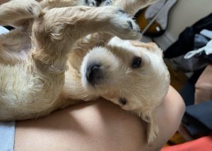 Golden doodles for sae