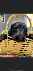 F1bb Goldendoodle female