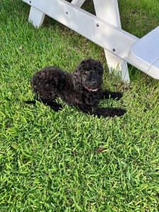 ***13 week old Dark Chocolate Golden Doodle $1,000***