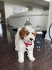 F1b mini goldendoodle