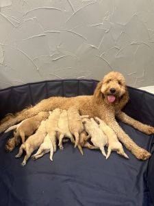 Golden doodle puppies