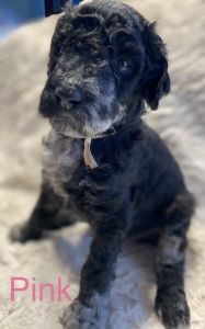 9 golden doodle puppies