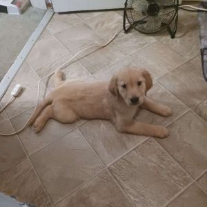 AKC Golden Retrievers
