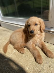 Goldendoodles available