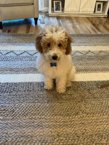 Mini Golden Doodle Puppy