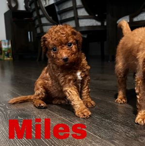 Golden Doodle Puppies