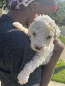 Golden Doodles for Sale