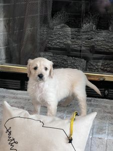 F1B Goldendoodle puppies