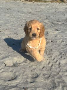 Mini Golden doodle