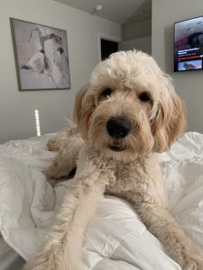 Golden Doodle rehoming