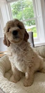 Adorable Miniature Goldendoodle pups ready to go today