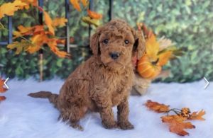 Mini Goldendoodle Puppies