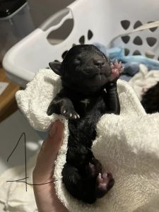 Full Blooded Golden Doodle Puppies for Sale