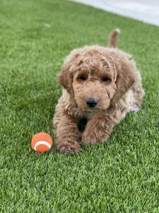 Mini golden doodle