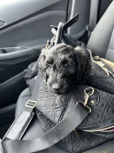 F1B Goldendoodle Puppies