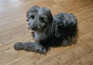 Aussiedoodle puppies