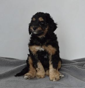 Goldendoodle/Aussiedoodle