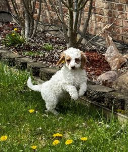 Buyed on 4500 and asking for 1800