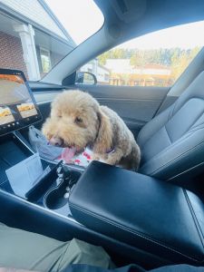 Beautiful Mini Golden Doodle for sale