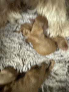 Mini goldendoodle puppies!!!!!!