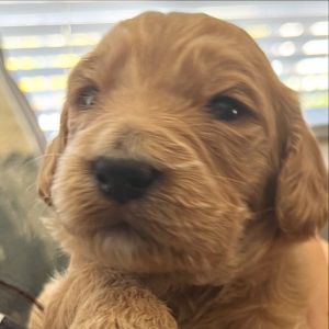Golden doodle puppies