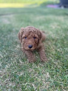 F1B golden doodle
