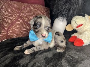 Multigen Standard Goldendoodles