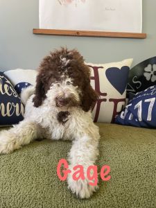 Mulit Gen Goldendoodle Pups