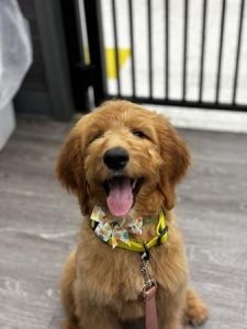 Golden doodle puppy - 15 weeks