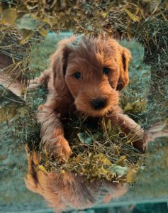 Golden doodle puppies