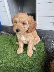 Mini golden doodle