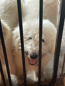 Golden Doodle to adopt