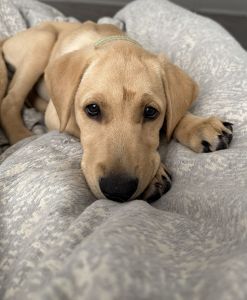 Golden Doodle Finn Needs Rehome/For Sale