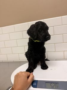 Goldendoodle puppies